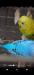 Full Adult Master Pair budgies।।এডাল্ট বাজুরিকা